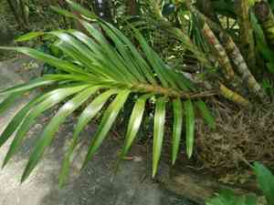 Giant orchid(Grammatophyllum speciosum)