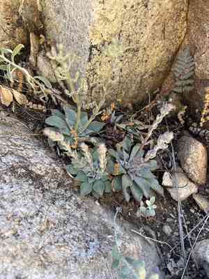 Patagonia mountain leatherpetal(Graptopetalum bartramii)