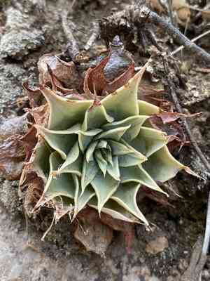 Patagonia mountain leatherpetal(Graptopetalum bartramii)