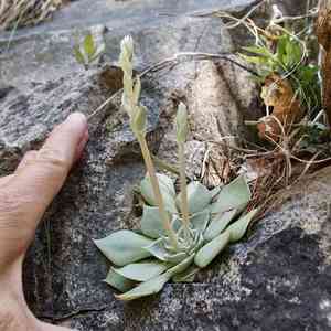Patagonia mountain leatherpetal(Graptopetalum bartramii)