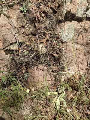 Patagonia mountain leatherpetal(Graptopetalum bartramii)