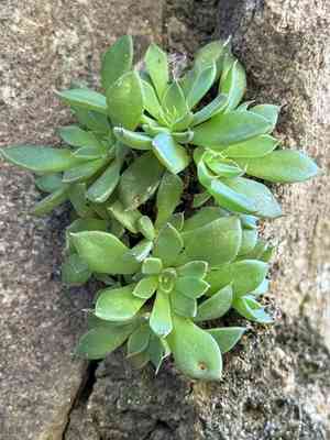 San Francisco river leather-petal(Graptopetalum rusbyi)