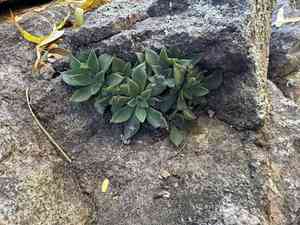 San Francisco river leather-petal(Graptopetalum rusbyi)