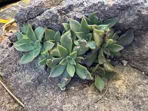 San Francisco river leather-petal(Graptopetalum rusbyi)