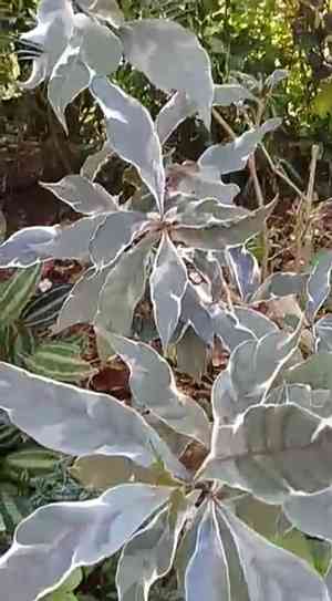 Caricature-plant(Graptophyllum pictum)