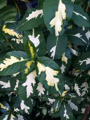 Caricature-plant(Graptophyllum pictum)