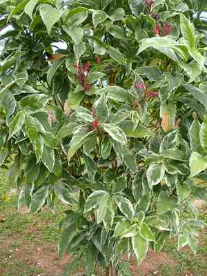 Caricature-plant(Graptophyllum pictum)