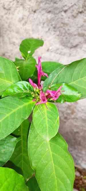 Caricature-plant(Graptophyllum pictum)