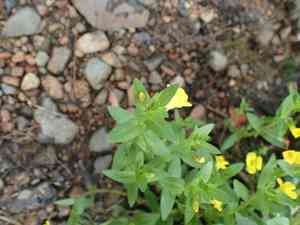 Golden hedge-hyssop(Gratiola aurea)