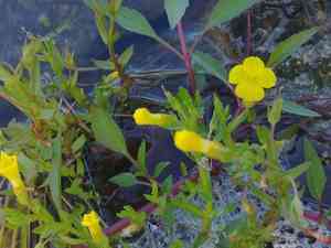 Golden hedge-hyssop(Gratiola aurea)