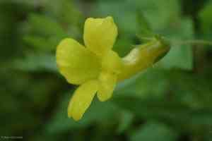 Golden hedge-hyssop(Gratiola aurea)