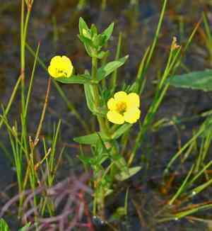 Golden hedge-hyssop(Gratiola aurea)