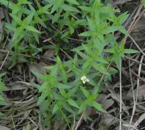 Sticky hedgehyssop(Gratiola brevifolia)