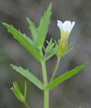 Sticky hedgehyssop(Gratiola brevifolia)