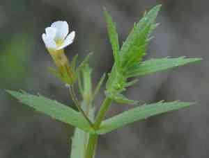 Sticky hedgehyssop(Gratiola brevifolia)
