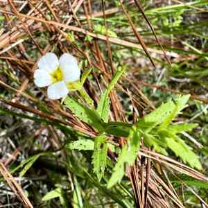 Sticky hedgehyssop(Gratiola brevifolia)