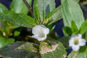 Clammy hedge-hyssop(Gratiola neglecta)
