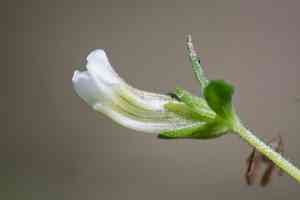 Clammy hedge-hyssop(Gratiola neglecta)
