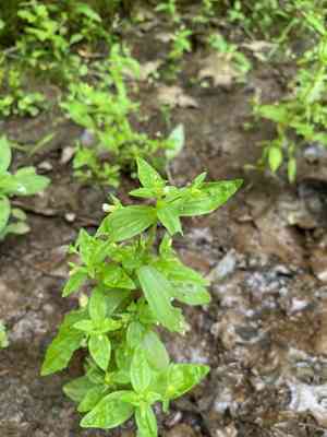 Clammy hedge-hyssop(Gratiola neglecta)