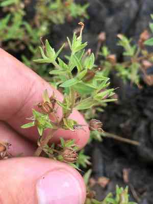 Clammy hedge-hyssop(Gratiola neglecta)
