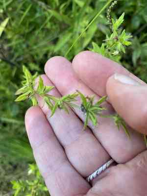 Shaggy hedgehyssop(Gratiola pilosa)
