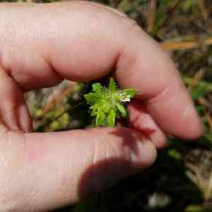 Shaggy hedgehyssop(Gratiola pilosa)