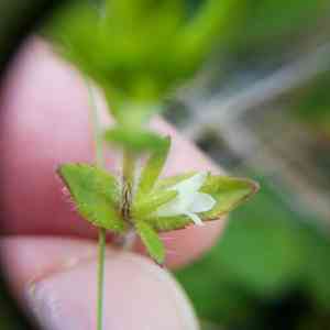 Shaggy hedgehyssop(Gratiola pilosa)