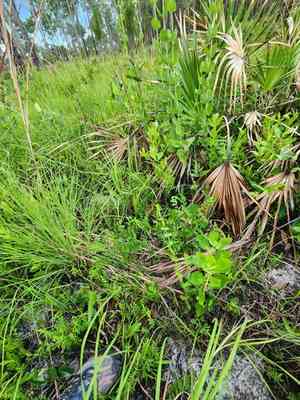 Shaggy hedgehyssop(Gratiola pilosa)