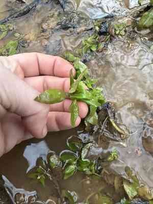 Roundfruit hedgehyssop(Gratiola virginiana)