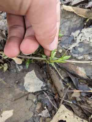 Roundfruit hedgehyssop(Gratiola virginiana)