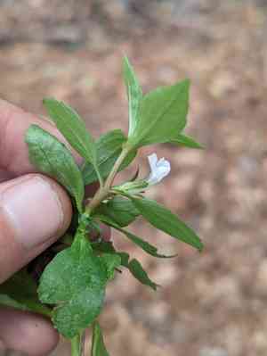 Roundfruit hedgehyssop(Gratiola virginiana)