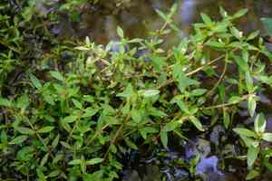 Roundfruit hedgehyssop(Gratiola virginiana)