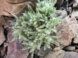 Rosette cushion cryptantha(Greeneocharis circumscissa)