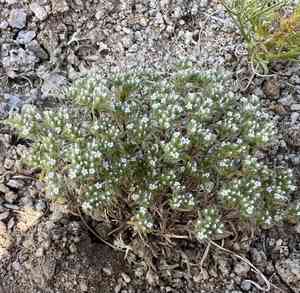 Rosette cushion cryptantha(Greeneocharis circumscissa)