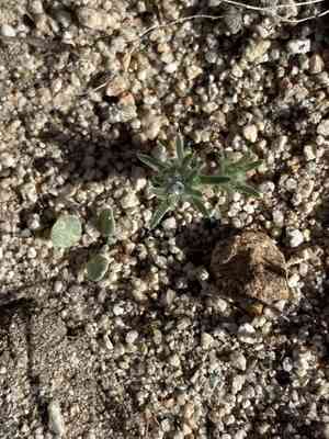Rosette cushion cryptantha(Greeneocharis circumscissa)