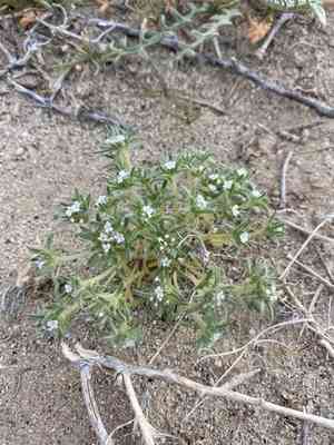 Rosette cushion cryptantha(Greeneocharis circumscissa)