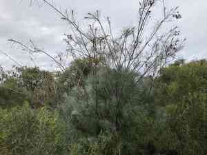 White-plumed Grevillea(Grevillea leucopteris)