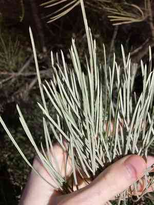 White-plumed Grevillea(Grevillea leucopteris)