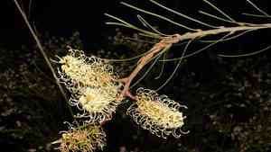 White-plumed Grevillea(Grevillea leucopteris)