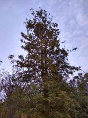 Silky oak(Grevillea robusta)