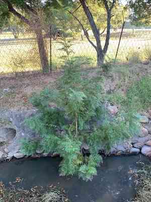 Silky oak(Grevillea robusta)