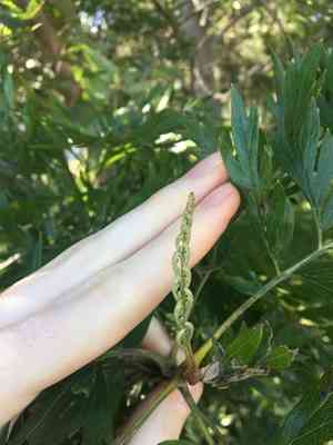 Silky oak(Grevillea robusta)