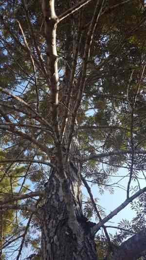 Silky oak(Grevillea robusta)