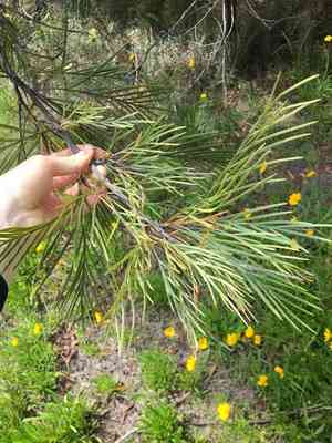 Spider Flowers (Grevillea)(Grevillea)