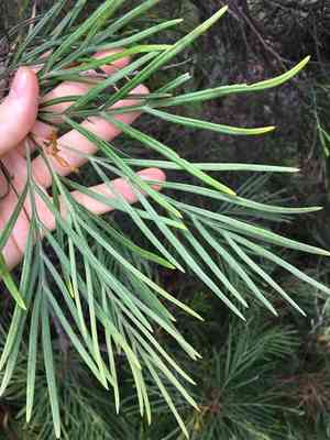 Spider Flowers (Grevillea)(Grevillea)
