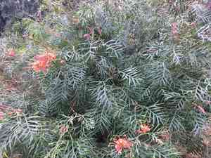 Spider Flowers (Grevillea)(Grevillea)