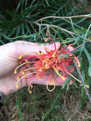 Spider Flowers (Grevillea)(Grevillea)