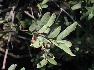 Velvet raisin(Grewia flava)
