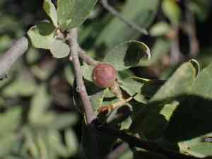 Velvet raisin(Grewia flava)