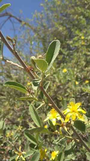 Velvet raisin(Grewia flava)